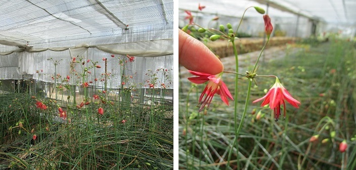 ベッセラ「あかね」も切り花開始　秋植え球根出荷中