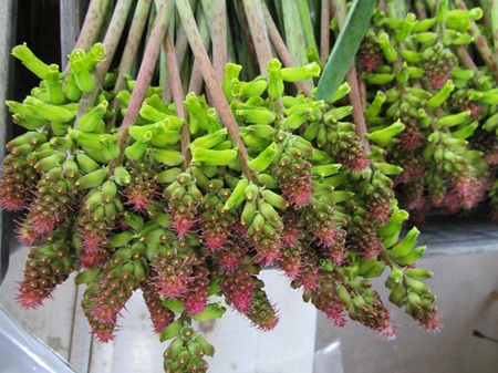 ラケナリア色々「春のほほえみ」など