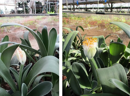 ハエマンサス　ラケナリア・ヴィリディフローラ