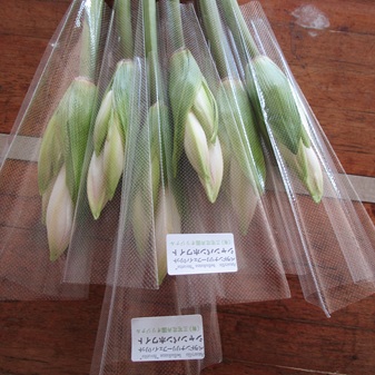 ベラドンナリリー順調