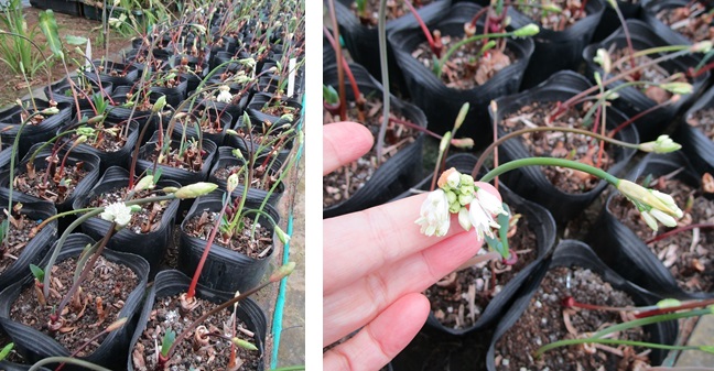 ストルマリア切り花がそろそろ　ラケナリア発芽