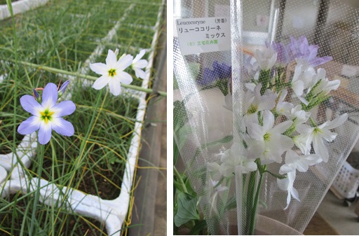 リューココリネ　ぽつぽつ切れ始めました　グラジオラス少量