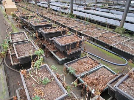 アルストロメリア　植え替え作業進行中