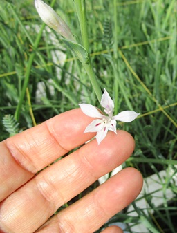 例外備忘録的に　ごく少量切り花か、定番外（非売品など）の物