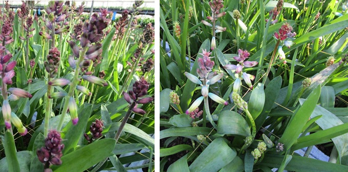 ラケナリア「クロワゾネ」開始　「クリームソーダ」後半組