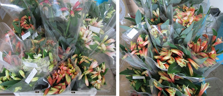 アルストロメリア色々増加中