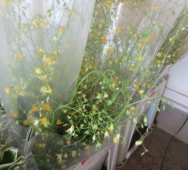 メラスフェルラ　ラケナリア黄色系　シノティア