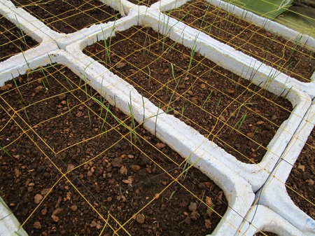 秋からの生育が進行中