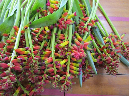 ラケナリア　コードリカラー、ユニフォリア、ムタビリス