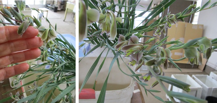 グラジオラス・オーキッドフローラス　バルビネラは後半　フェラリア