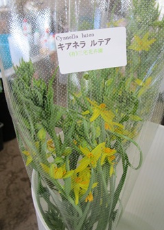 キアネラ・ルテア ワトソニア リューココリネ