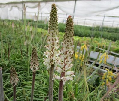 ラケナリア コンタミナータ ロゼアなど シラー・カンパニュラータ