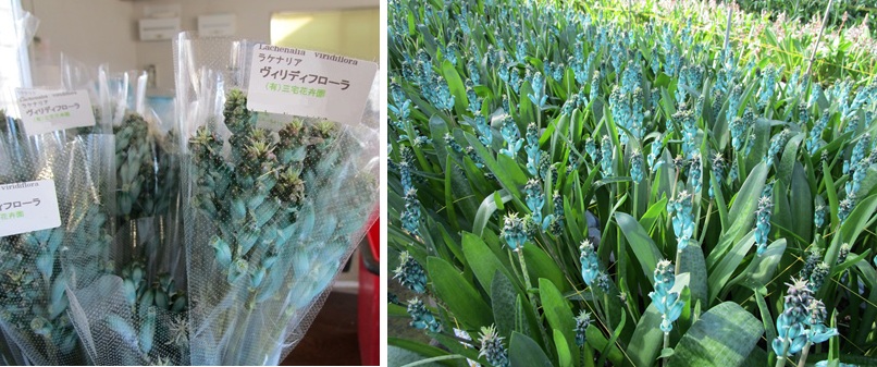 ラケナリア4品 H.オーリカム