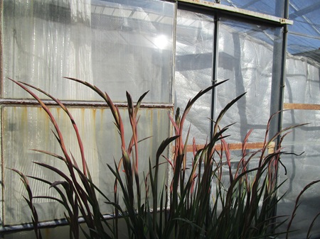 レア品３つ　グラジオラス・デレニー　クリビア・ガルデニー　H.オーリカム