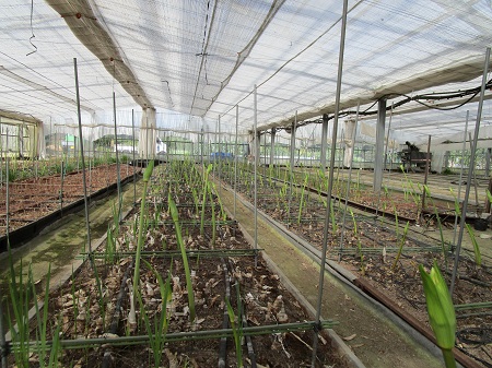 ベラドンナリリー増加中　秋の植え付け作業進行中