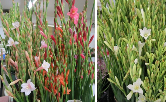 ワトソニア ラペロージア キアネラ・カペンシス始まる