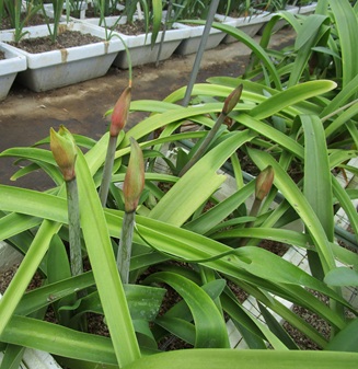 アマリリス出蕾開始 リューココリネがピーク