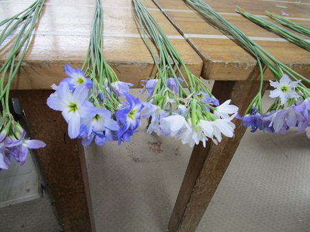 リューココリネ　ほか近況