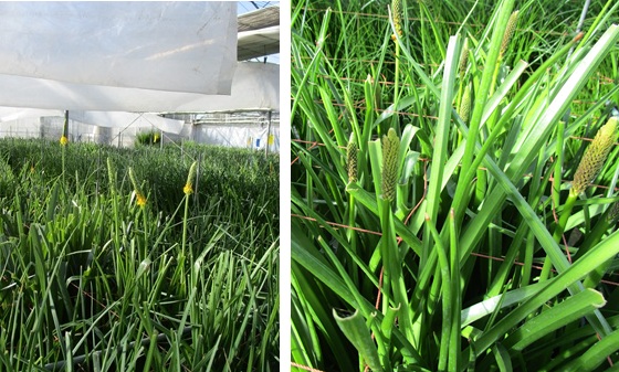 バルビネラ　リューココリネ　増加中　チャスマンテ出蕾