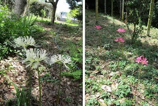 リコリス出蕾　　ほか球根などの姿