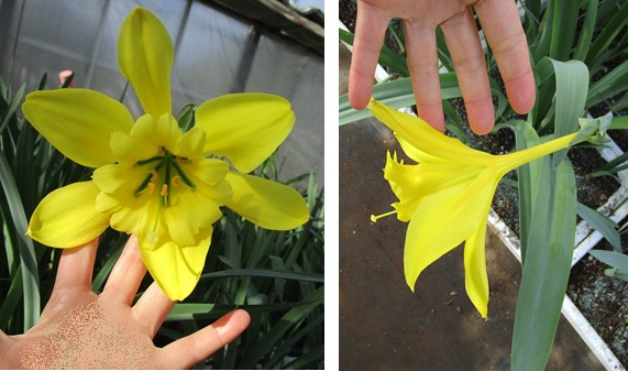 定番外・パラモンガイアが開花 年末年始のお知らせ