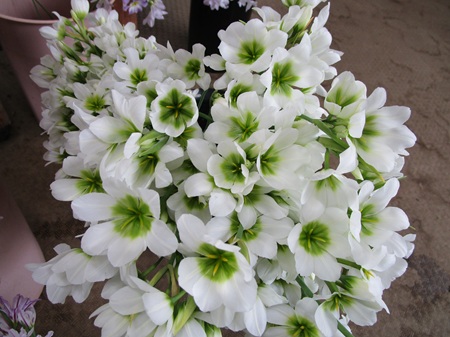 リューココリネ「緑のリューコ」ゼフィラ・エレガンス　レオントキール