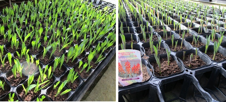 ラケナリアのポット苗が少量 ネリネ伸長中