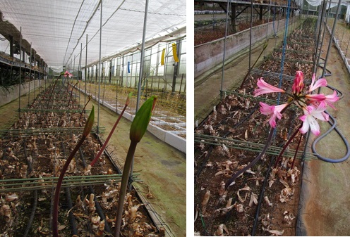 ベラドンナリリーまもなく　秋植え準備中（ラケナリア）