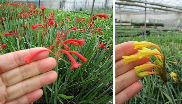 キルタンサス例外　ラペロージア・ディバリカータまもなく