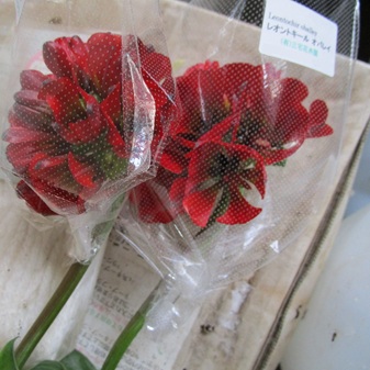 レオントキール開始　ツルバギア　アルストロメリアと斑入り葉