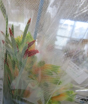 グラジオラス　ラペロージア　ラケナリアのポット苗