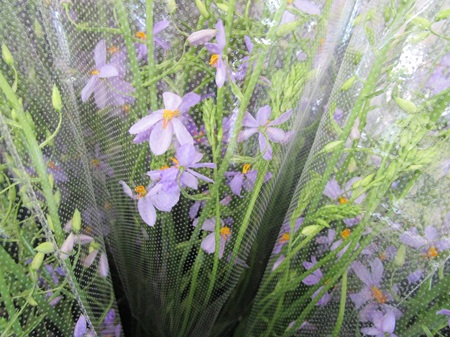 キアネラ・カペンシス増加 キルタンサス少量