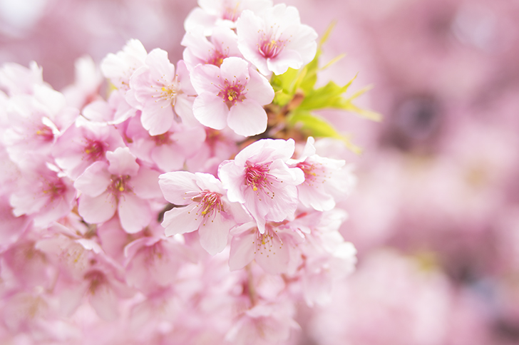めぐりズム×Style！若々しい目元の復活と疲労回復をサポート！ほんわか桜の香りと桜柄で、なごむ～♪