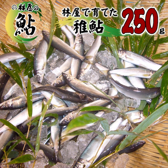 林屋で育てた「稚鮎」を販売再開！