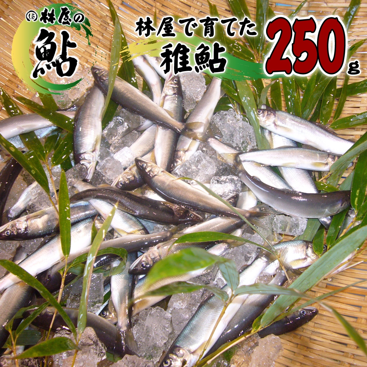 林屋で育てた「稚鮎」を販売開始！