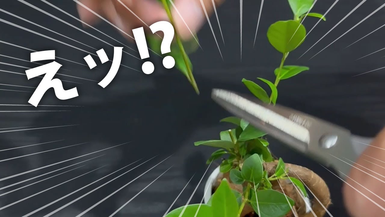 【こんなとこから！？】ガジュマル新芽の増やし方、適切な剪定【モッサモサなりますよ！】