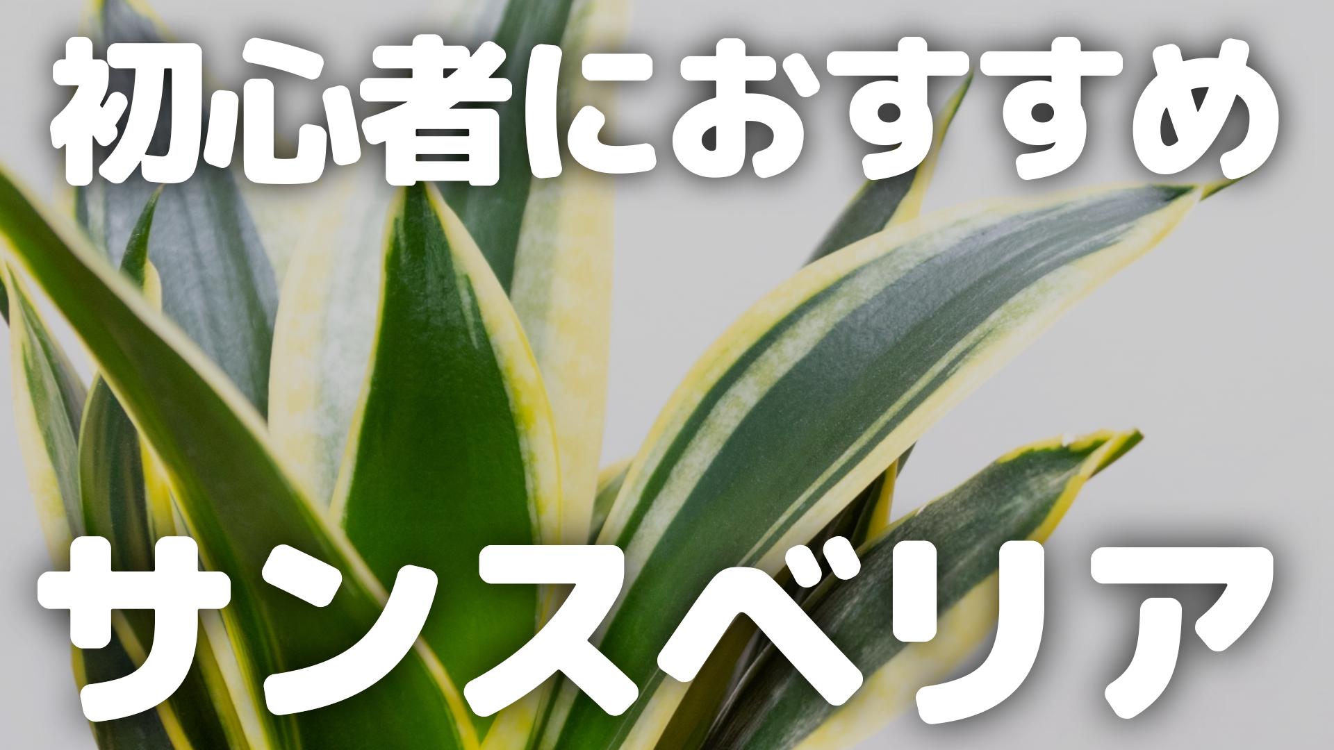 【初心者におすすめ】サンスベリアの特徴