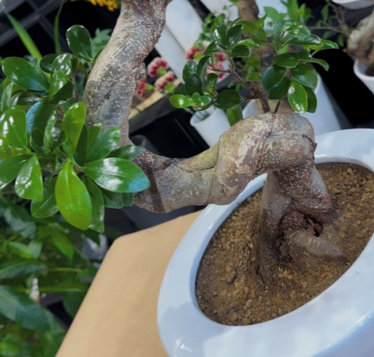 珍しいS字ガジュマルを平陶器に植え替え