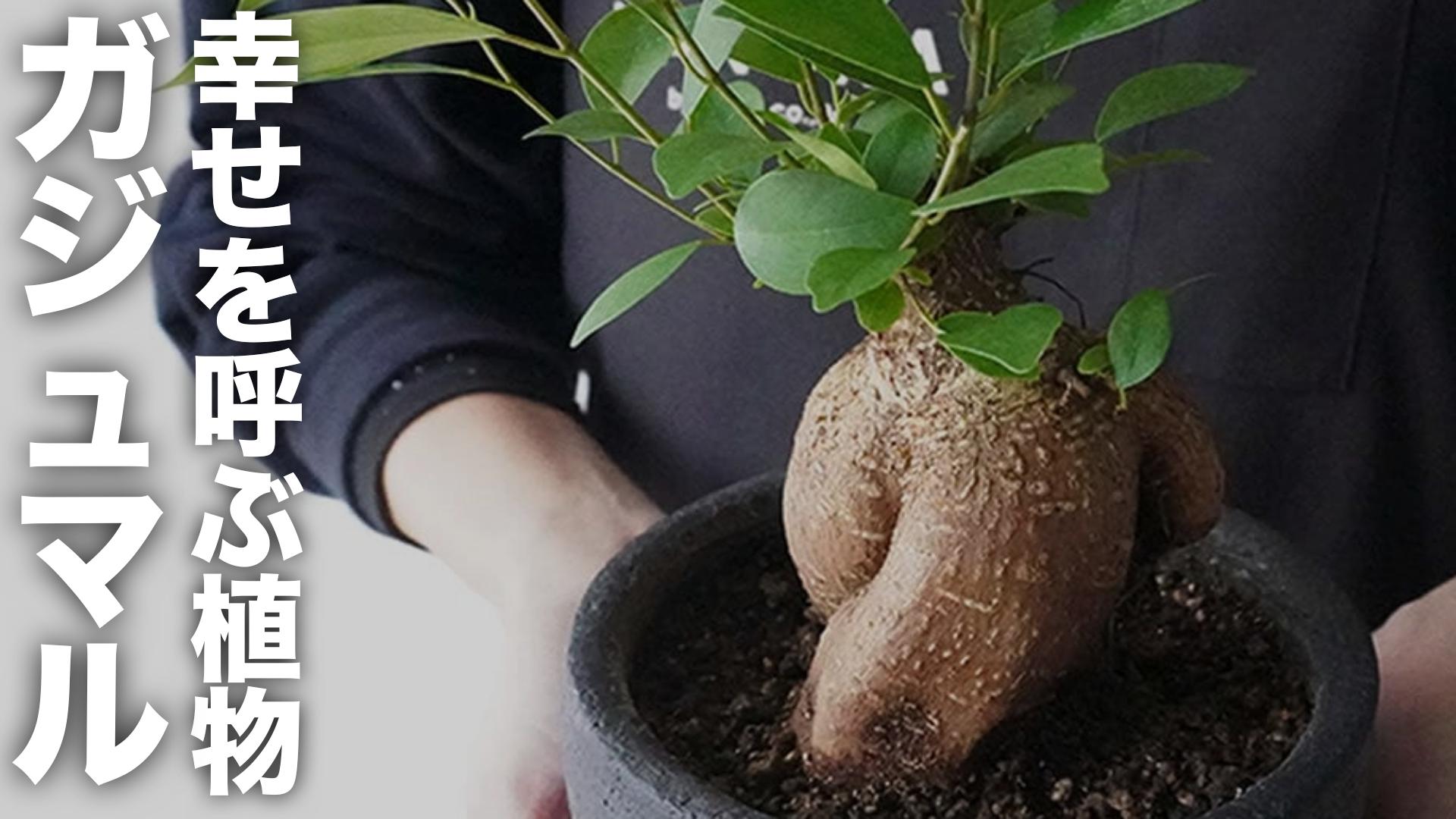 【センス抜群】観葉植物が超簡単にインテリアになる植替え方法