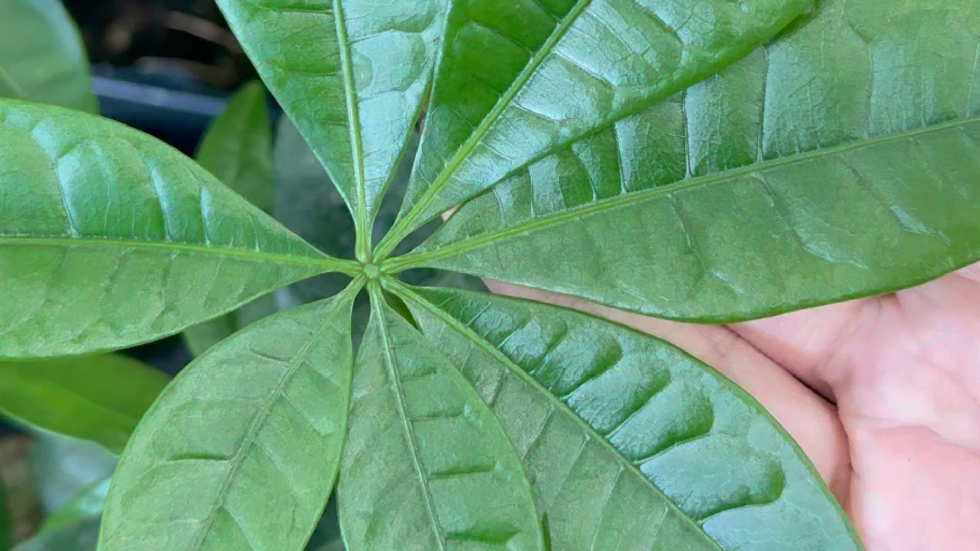観葉植物が枯れる。冬のNGな育て方。