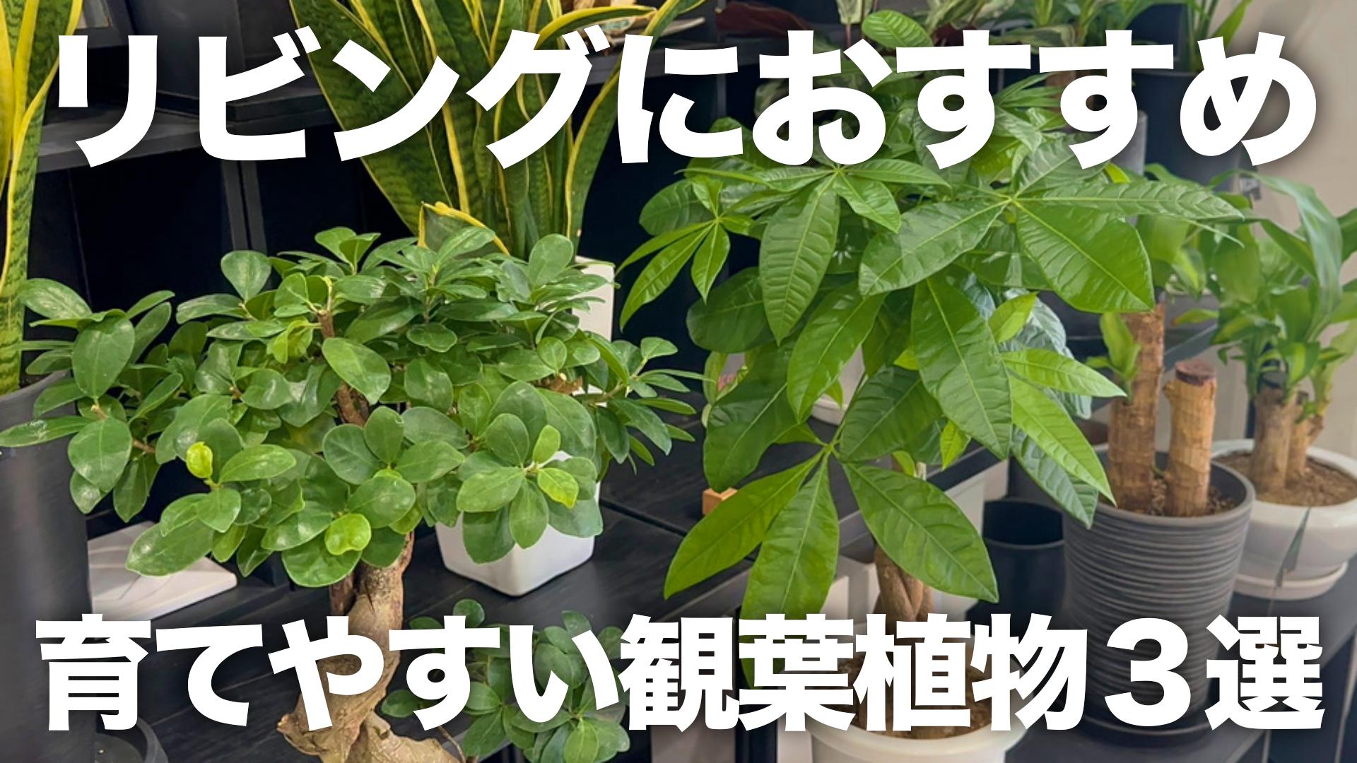 【リビングに飾るならコレ！】育てやすい大型観葉植物