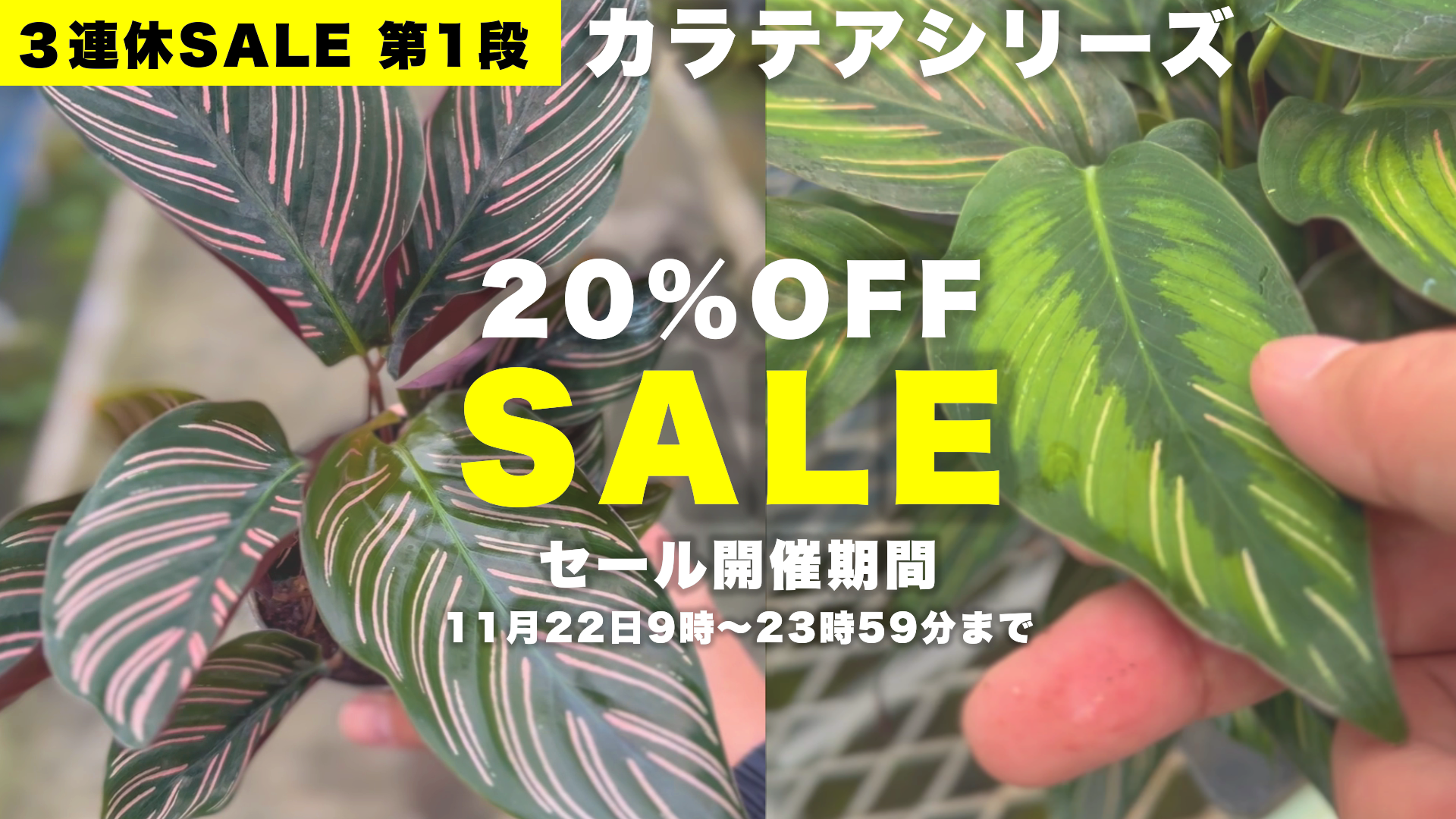 【3連休SALE 1回目】カラテアシリーズ20%OFF