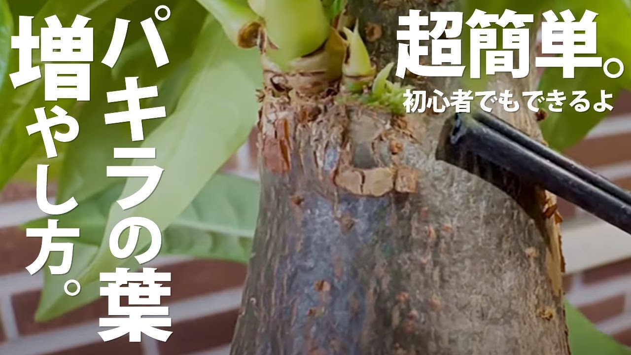 【観葉植物 初心者必見】パキラの葉っぱを誰でも簡単に増やす方法