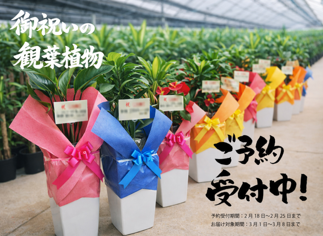 御祝い用「観葉植物」事前予約のご案内