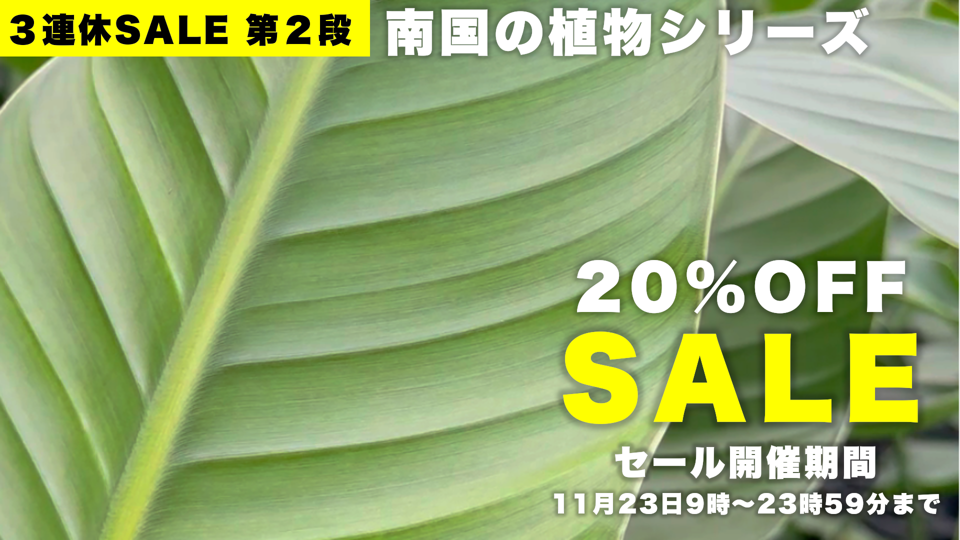 【3連休SALE 2回目】南国風の観葉植物をピックアップ