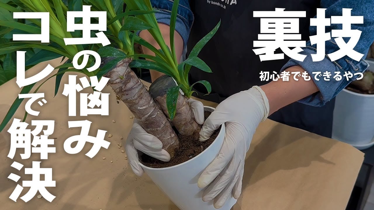【超簡単】コレで観葉植物に虫が湧かなくなる