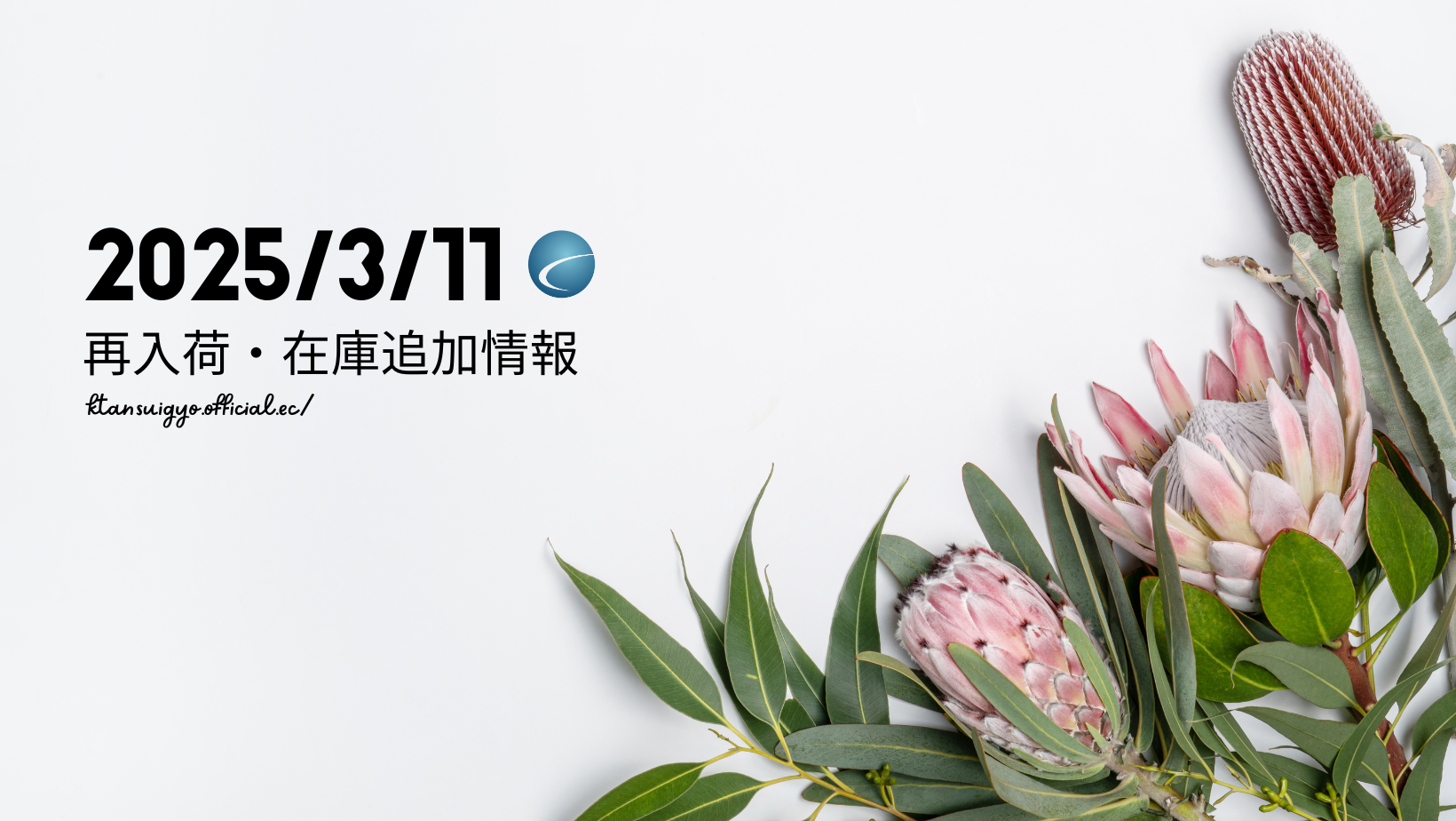 【再入荷・生体】2025年3月11日