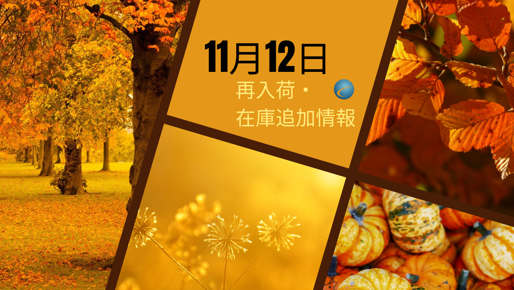 【再入荷・生体】2024年11月12日