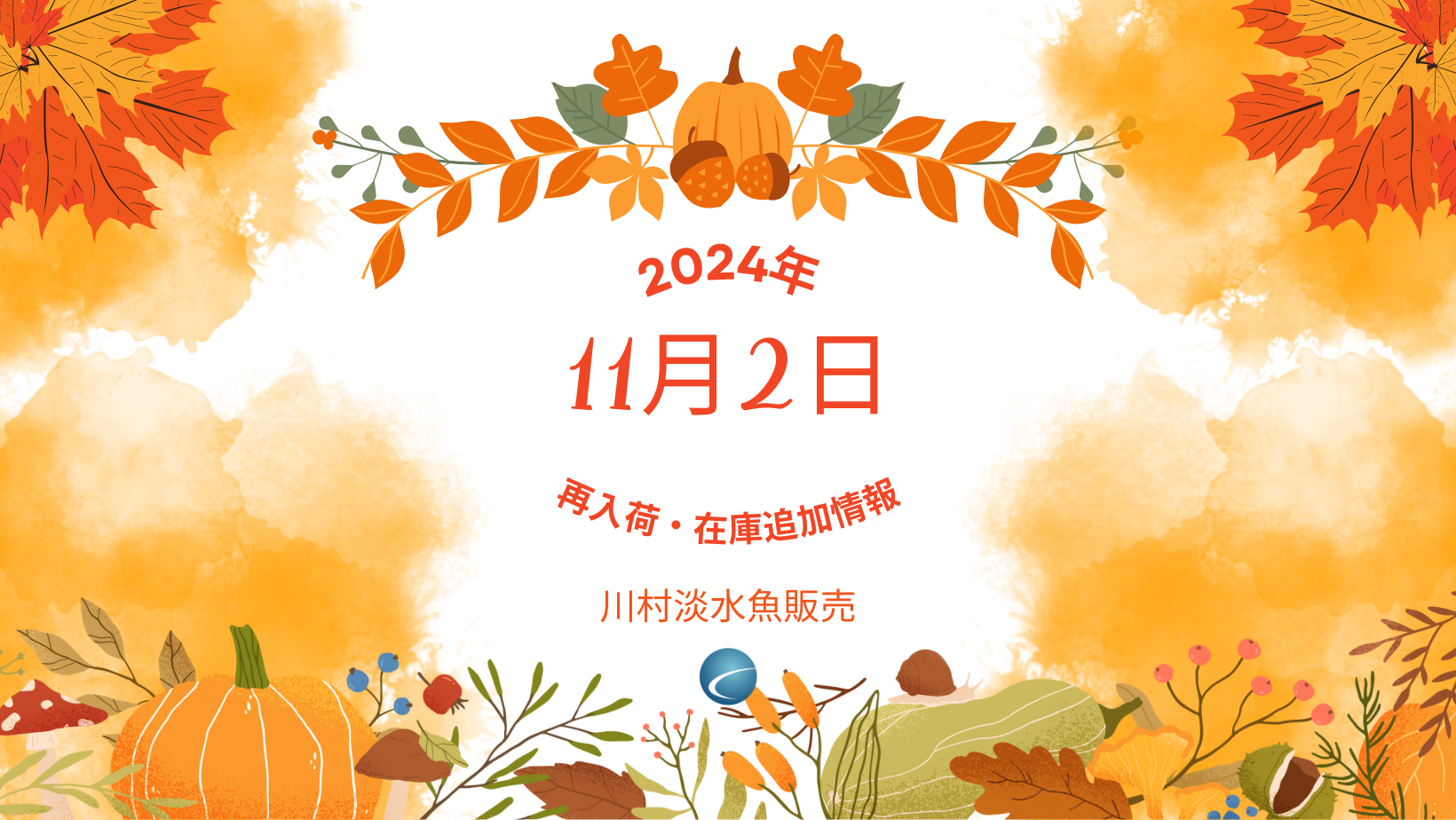 【再入荷・生体】2024年11月2日