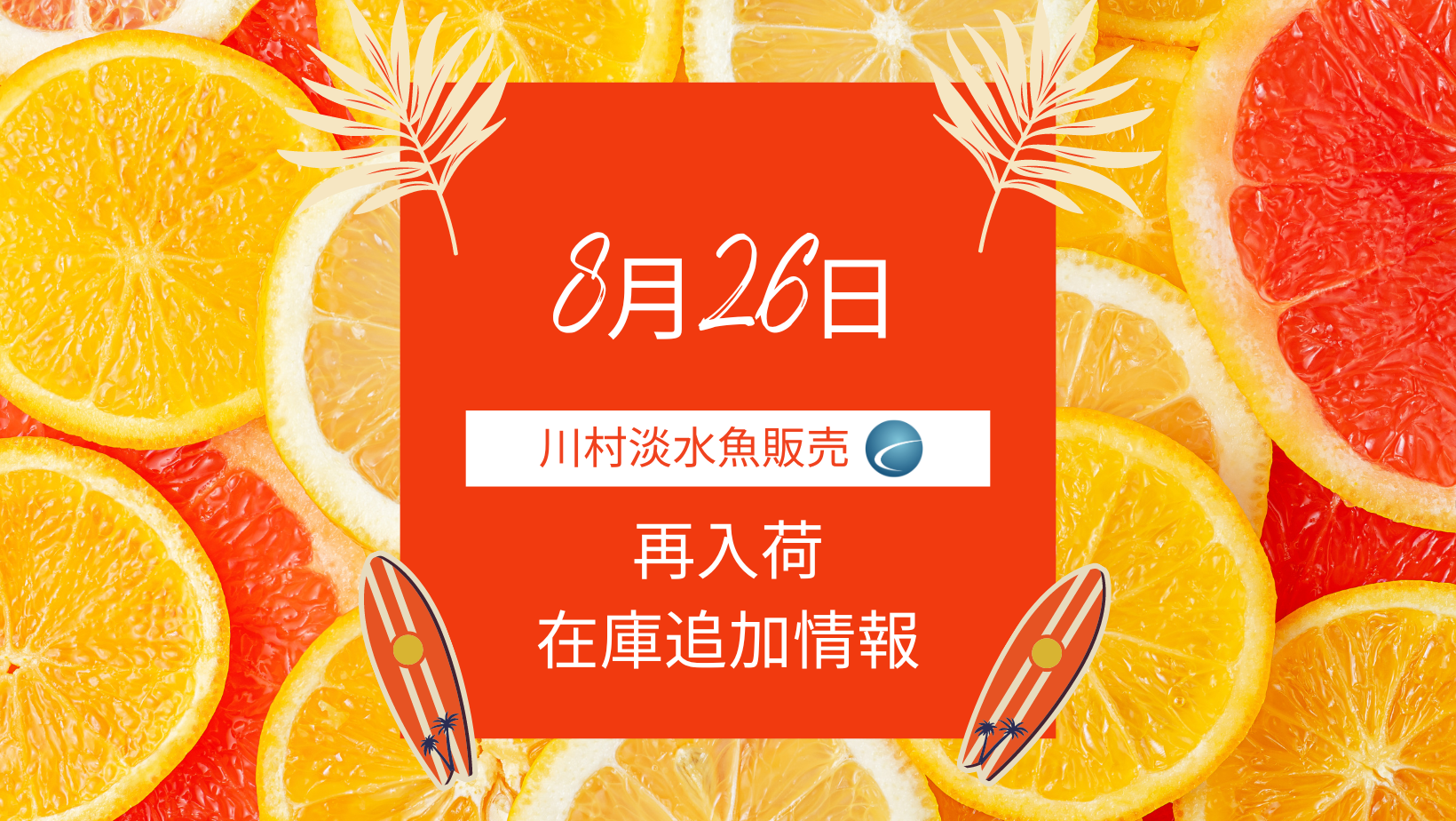 【再入荷・生体】2024年8月26日